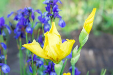 A Yellow Iris Flower Blooms Against The Background Of Blurred Blue Iris Flowers In The Garden. Selective Focus