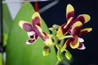 Orchidee gelb rot