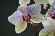 Orchidee weiß pinl