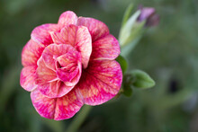 Macro Of Annual Multicolored Million Bells Flower Or Calibrachoa In A Garden Spring. Mini Petunias. Narrow Depth Of Field