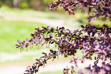 Wall Mural - Young branches of the shrub. Close-up on blurred greenery with copying of space, using as a background the natural landscape, ecology, fresh wallpaper concepts. Selective focus.