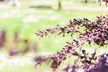 Wall Mural - Young branches of the shrub. Close-up on blurred greenery with copying of space, using as a background the natural landscape, ecology, fresh wallpaper concepts. Selective focus.