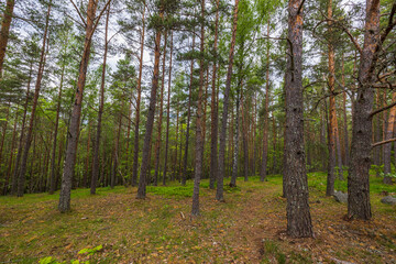  Beautiful landscape forest view of through pine trees. Sweden. 