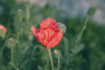 Wall Mural - Large pink poppies on a background of green leaves.