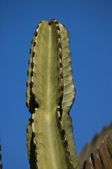 Wall Mural - Cactus in the sunshine