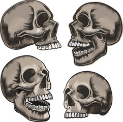 Wall Mural - Human skull in different angles