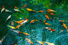 Flock Of Japanese Carp Fish Swimming In The Pond. Residential Building Inner Garden