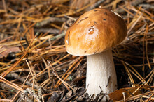 White Mushroom King Boletus Boletus. Large White Mushrooms In Nature. Mushroom Picking Season.