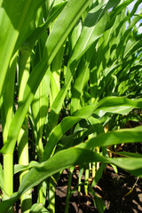  green leaves background.corn field on the farm. green leaves of corn in the garden. harvest ripening.