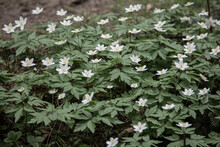 A Flowering Wood Anemone. The Compound Basal Leaves Are Palmate Or Ternate