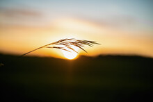 The Silhouette Of A Dry Grass Plant Against The Background Of The Setting Sun. Light, Airy Blades Of Grass On The Background Of An Orange Sunset.  Beautiful Landscape In Macro Photography.