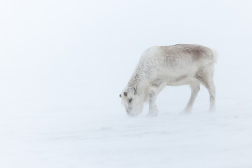 Wall Mural - shot in svalbard may 2022