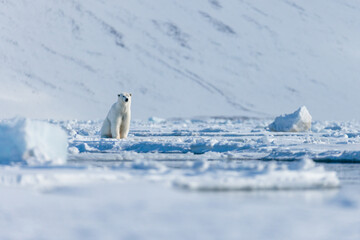 Wall Mural - Shot in Svalbard May 2022