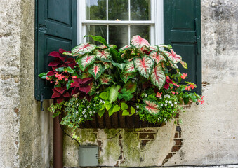 Canvas Print - Charleston Window Planters 5