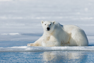 Wall Mural - shot in svalbard may 2022