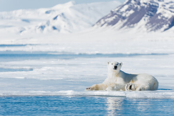 Wall Mural - shot in svalbard may 2022