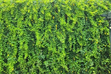 green plant ivy grow on wall. 