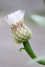 Close Up Of An American Basketflower Bloom