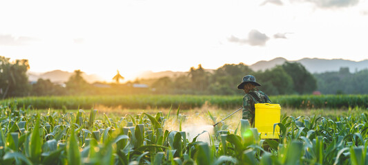 Farmers are using chemical sprayers on their farm fields. to prevent insects To nourish plants. Use of agricultural chemicals.