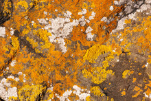 Rock On The Beach With Lichen