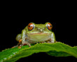 red eyed green frog