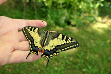 Swallowtail Butterfly ( Papilio Machaon) Resting On A Hand
