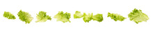 Fresh Green Lettuce Leaves Isolated On White Background