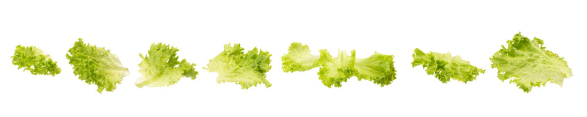 Fresh green lettuce leaves isolated on white background