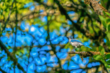 Wall Mural - california scrub jay on a tree