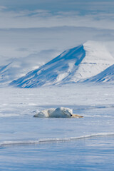 Wall Mural - shot in svalbard may 2022