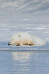 Wall Mural - shot in svalbard may 2022