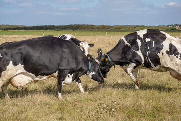 Two cows in field head to head. Black and white cattle fighting in meadow. 