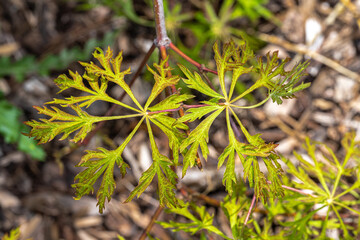 Wall Mural - Leaves of Japanese Maple (Acer japonicum ‘Green Cascade’)