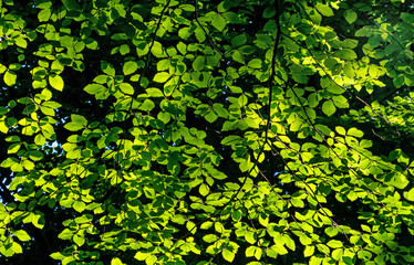 Wall Mural - mosaic with young green leaves, background, texture