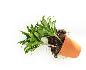 Broken falling plant pot of two ficus and soil isolated on white