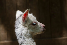 One Day Old Newborn Alpaca Baby In A Zoo