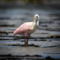 Wall Mural - Roseate Spoonbill