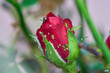 Rose flower attacked by aphid infestation