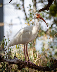 Wall Mural - white ibis bird