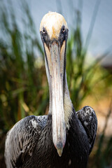 Wall Mural - portrait of a pelican