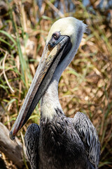 Wall Mural - pelican on the beach