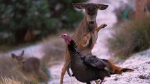 White-tailed Deer And Wild Turkey