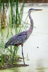 great blue heron