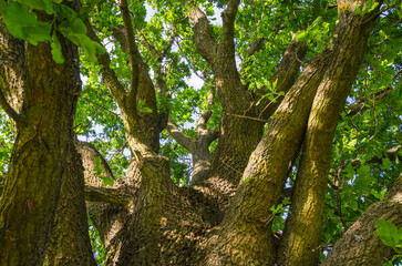 View on the tree top from below. Old big oak with huge branches