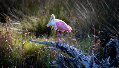 Wall Mural - spoonbill