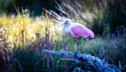 Wall Mural - spoonbill