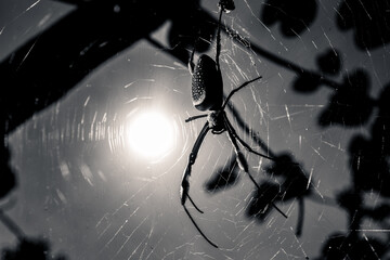 spider on the web