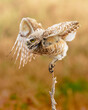 Burrowing owl on a perch