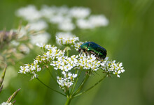A Close-up With Cetonia Aurata Beetle On A Flower