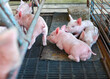 Cerdos pequeños acostados en el piso de una granja 